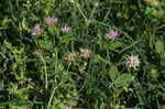 Persian clover